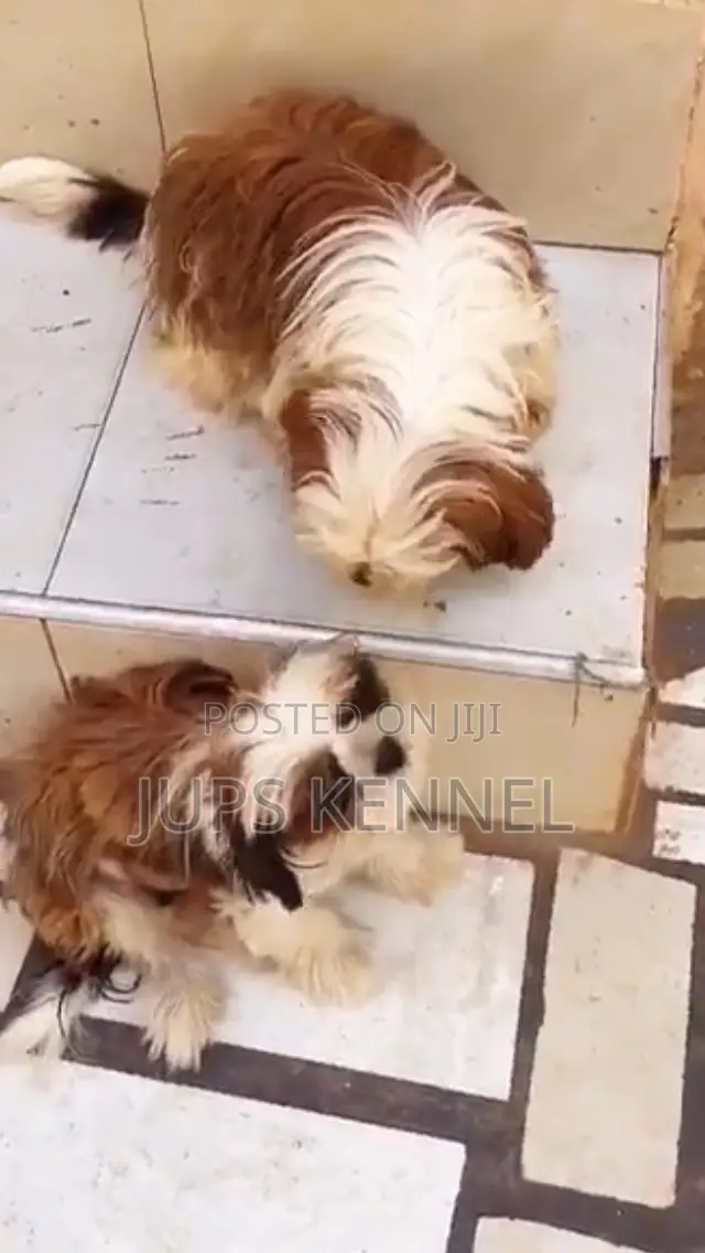 6-12 months Male Purebred Shih Tzu