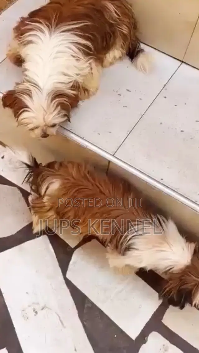 6-12 months Male Purebred Shih Tzu