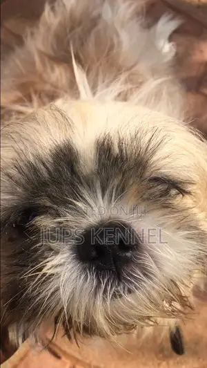 6-12 months Male Purebred Shih Tzu