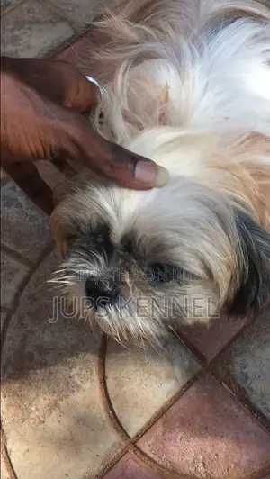 6-12 months Male Purebred Shih Tzu