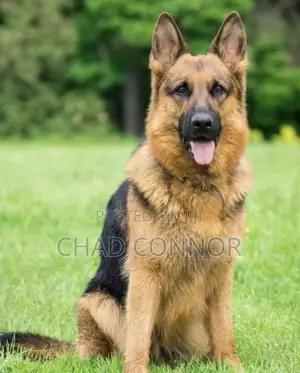 1+ year Male Purebred German Shepherd