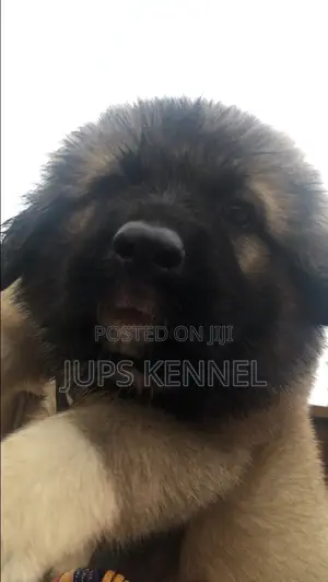 1-3 months Female Purebred Caucasian Shepherd