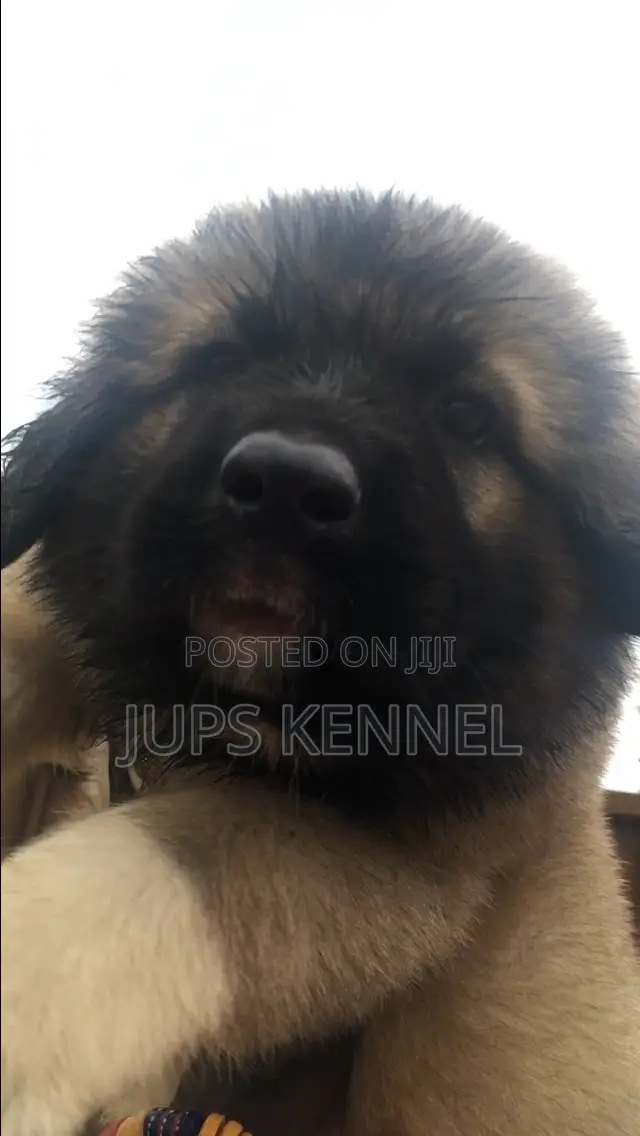 1-3 months Female Purebred Caucasian Shepherd