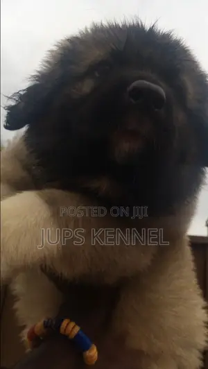 1-3 months Female Purebred Caucasian Shepherd