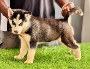 1-3 months Male Purebred Siberian Husky