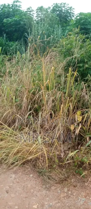 2plot of Land for Sale at Tuba