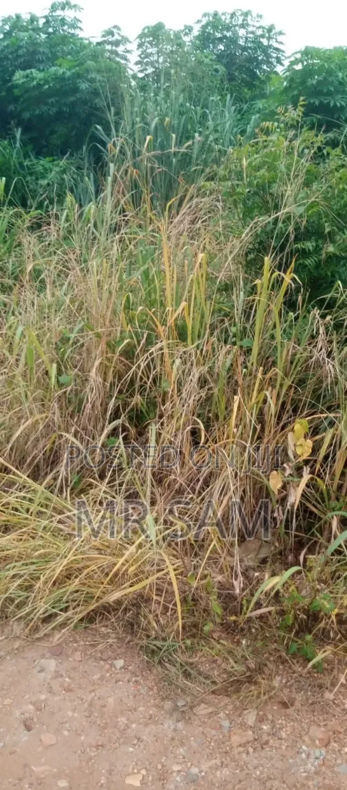 2plot of Land for Sale at Tuba