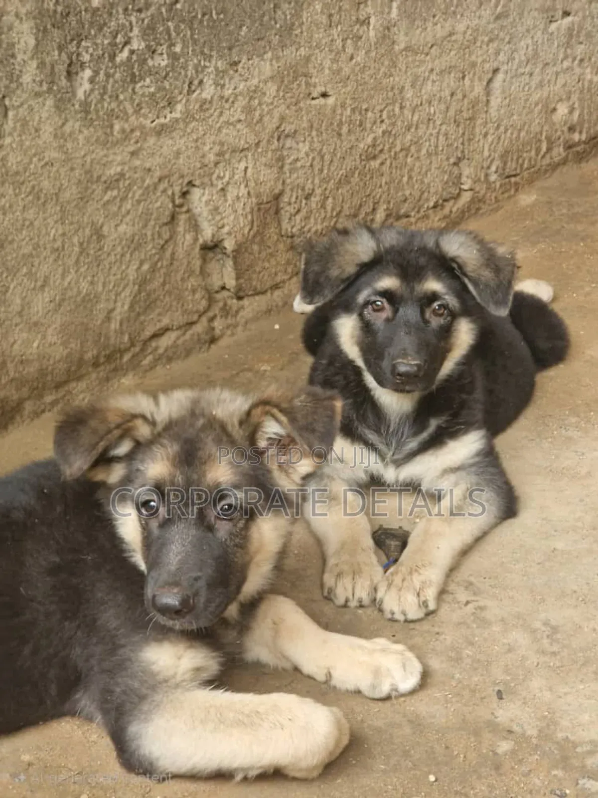 1-3 months Male Purebred German Shepherd