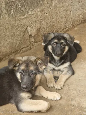 1-3 months Male Purebred German Shepherd