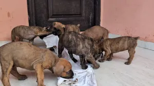 1-3 months Male Purebred Boerboel