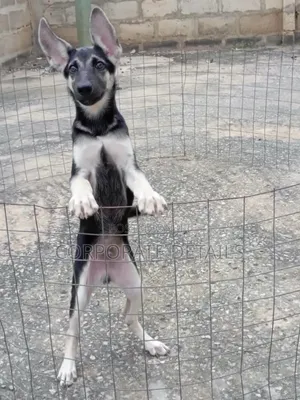 1-3 months Male Purebred German Shepherd