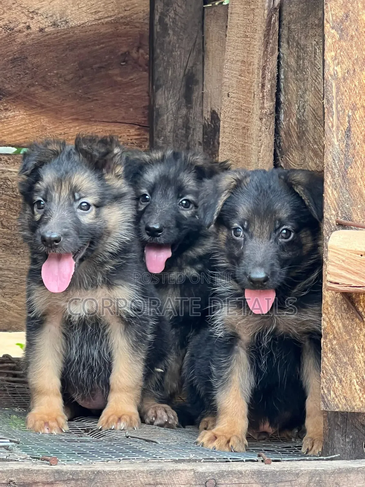 1-3 months Male Purebred German Shepherd