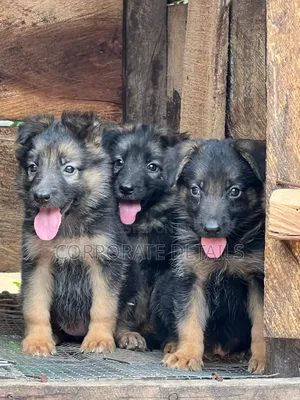 1-3 months Male Purebred German Shepherd