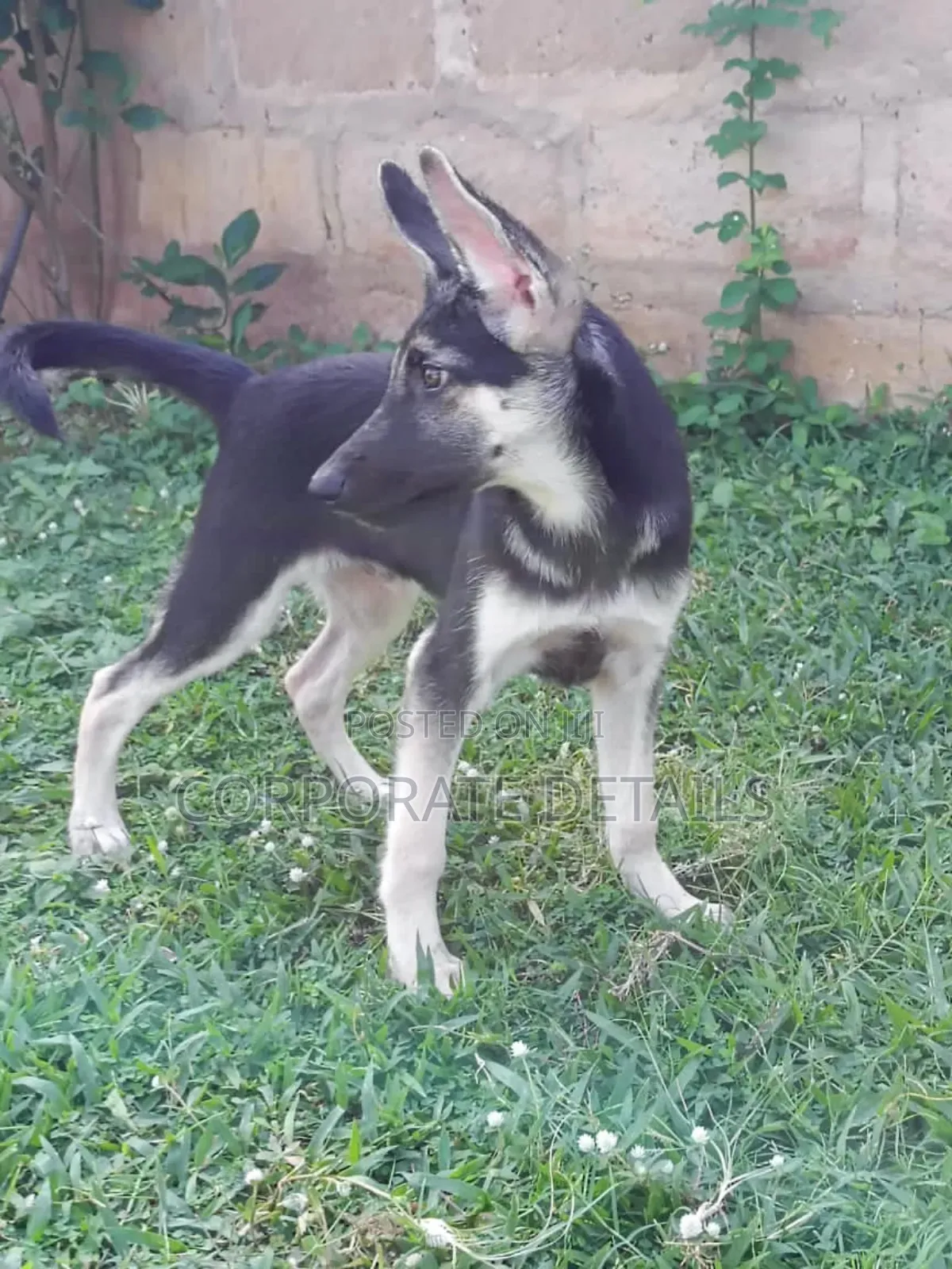 1-3 months Male Purebred German Shepherd