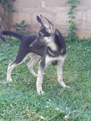 1-3 months Male Purebred German Shepherd