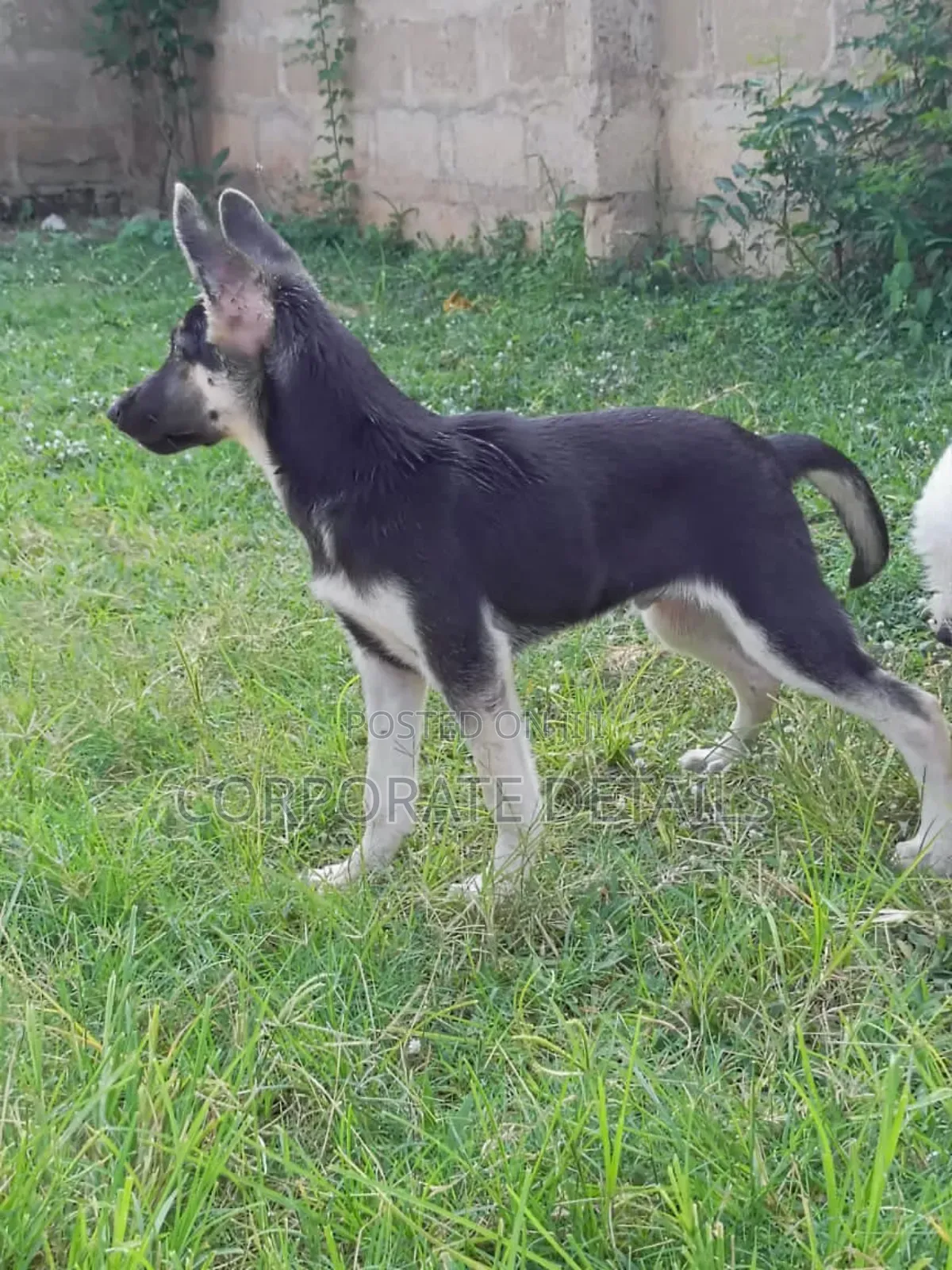 1-3 months Male Purebred German Shepherd