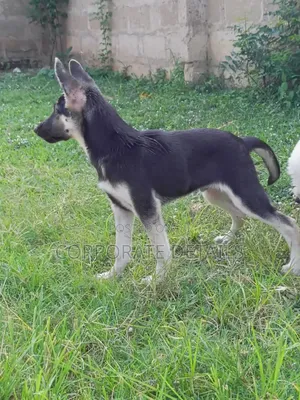 1-3 months Male Purebred German Shepherd