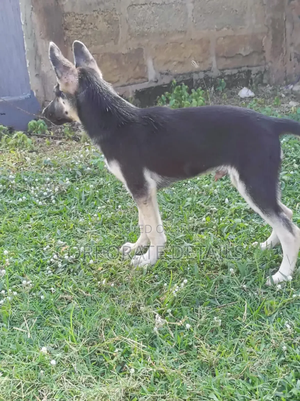 1-3 months Male Purebred German Shepherd