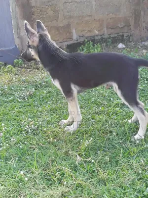 1-3 months Male Purebred German Shepherd