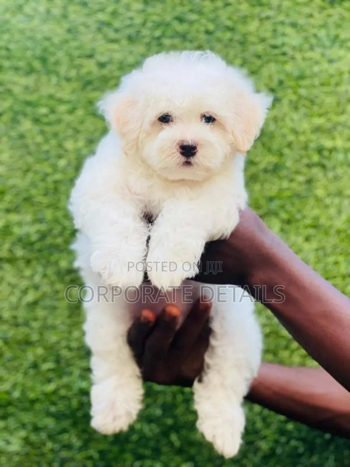 1-3 months Male Purebred Maltese