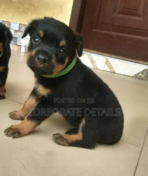 1-3 months Male Purebred Rottweiler