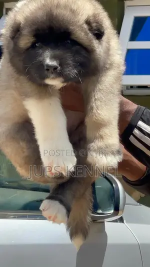 1-3 months Female Purebred Caucasian Shepherd