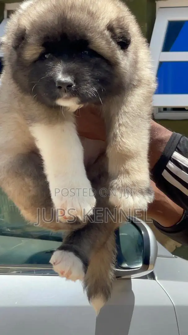 1-3 months Female Purebred Caucasian Shepherd