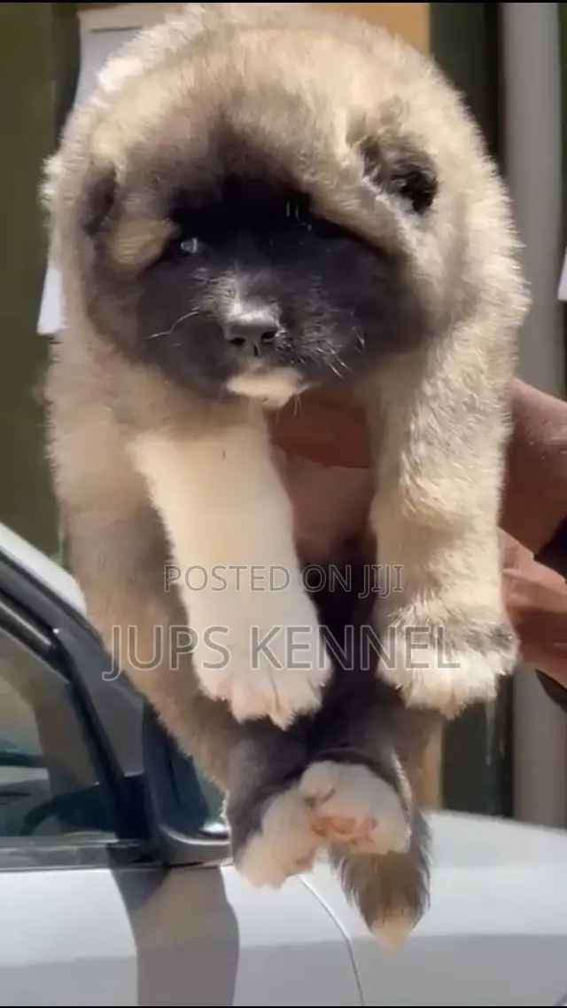 1-3 months Female Purebred Caucasian Shepherd
