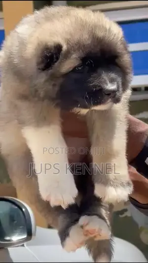 1-3 months Female Purebred Caucasian Shepherd