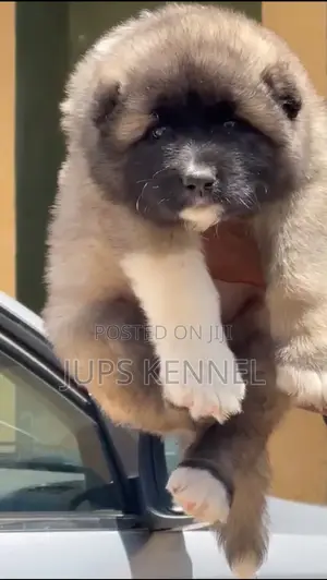 1-3 months Female Purebred Caucasian Shepherd