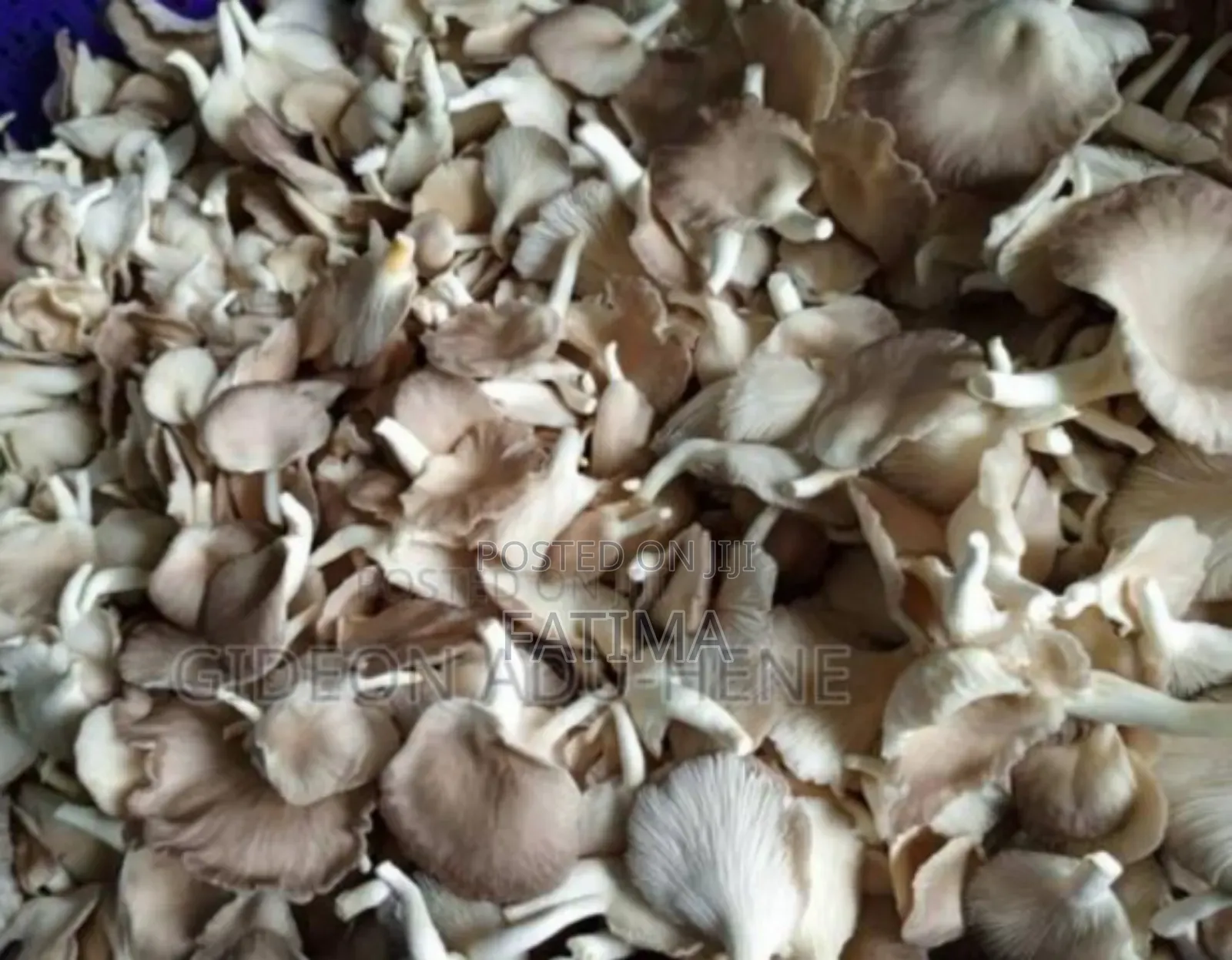 Fresh and Juicy Oyster Mushrooms