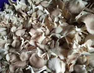 Fresh and Juicy Oyster Mushrooms