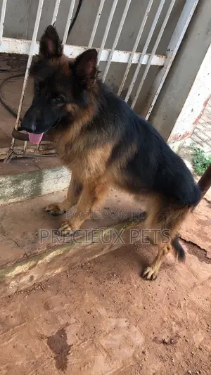 1+ year Male Purebred German Shepherd