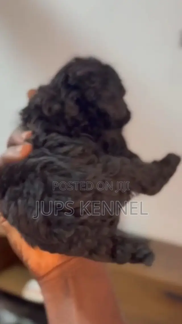 1-3 months Female Purebred Poodle