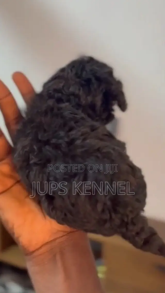 1-3 months Female Purebred Poodle