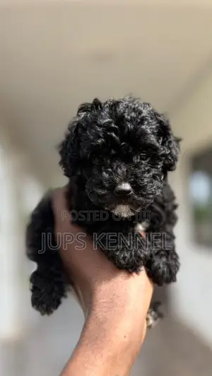 1-3 months Female Purebred Poodle