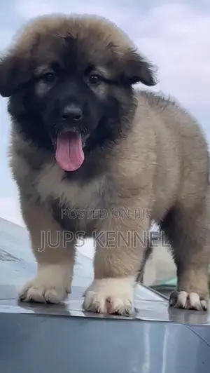 1-3 months Female Purebred Caucasian Shepherd