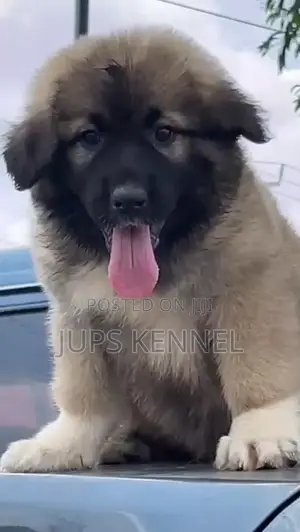 1-3 months Female Purebred Caucasian Shepherd
