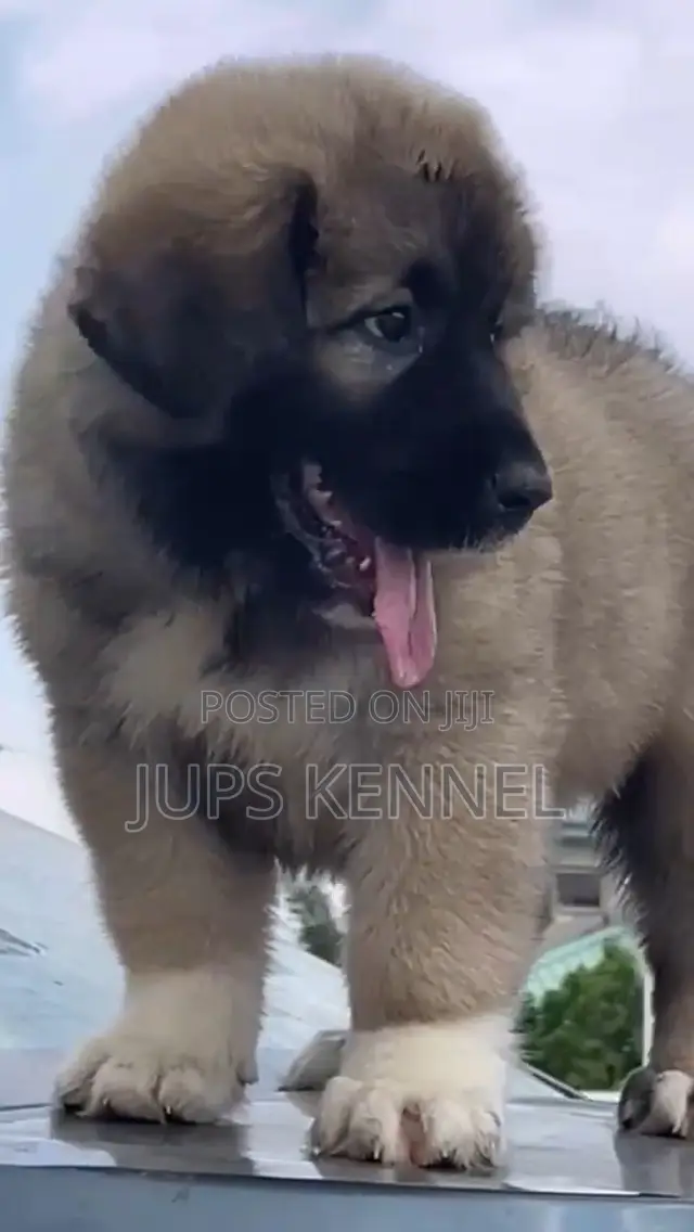 1-3 months Female Purebred Caucasian Shepherd