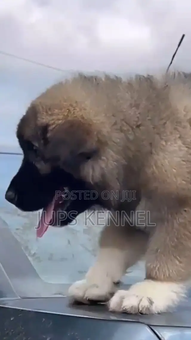 1-3 months Female Purebred Caucasian Shepherd