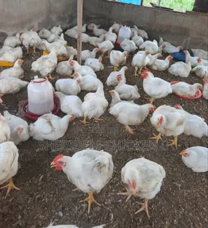 Matured Broilers Hot Sale