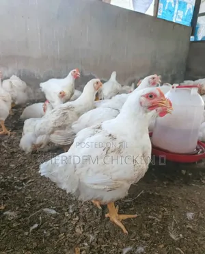 Matured Broilers Hot Sale