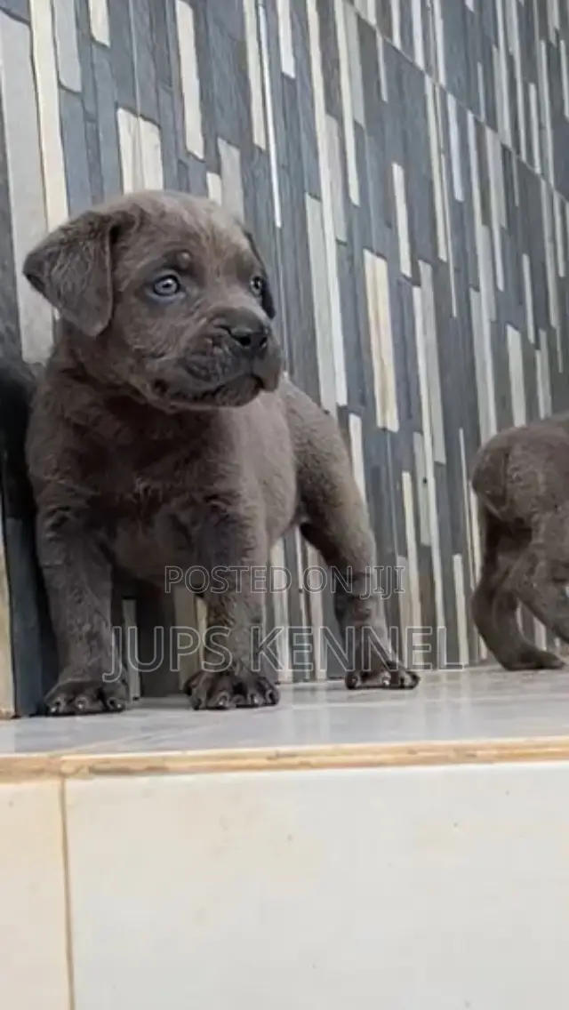1-3 months Female Purebred Cane Corso