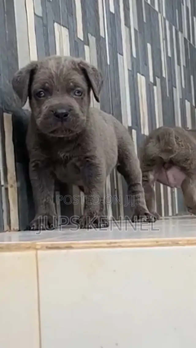 1-3 months Female Purebred Cane Corso