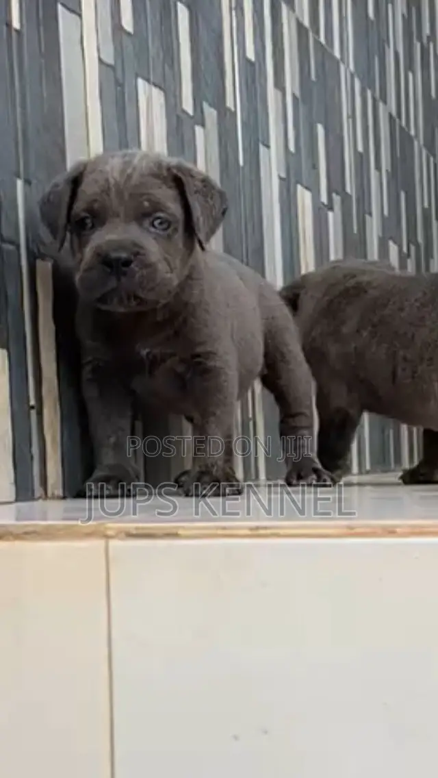 1-3 months Female Purebred Cane Corso