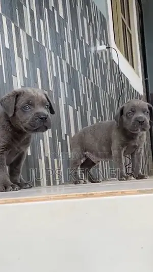 1-3 months Female Purebred Cane Corso