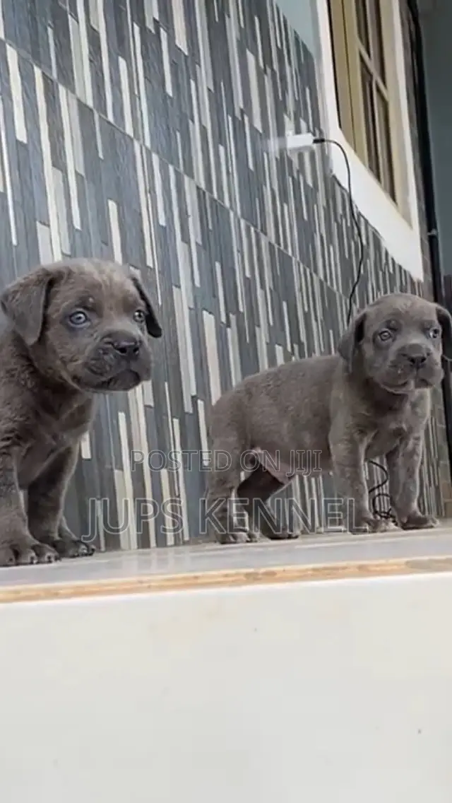 1-3 months Female Purebred Cane Corso