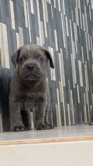 1-3 months Female Purebred Cane Corso