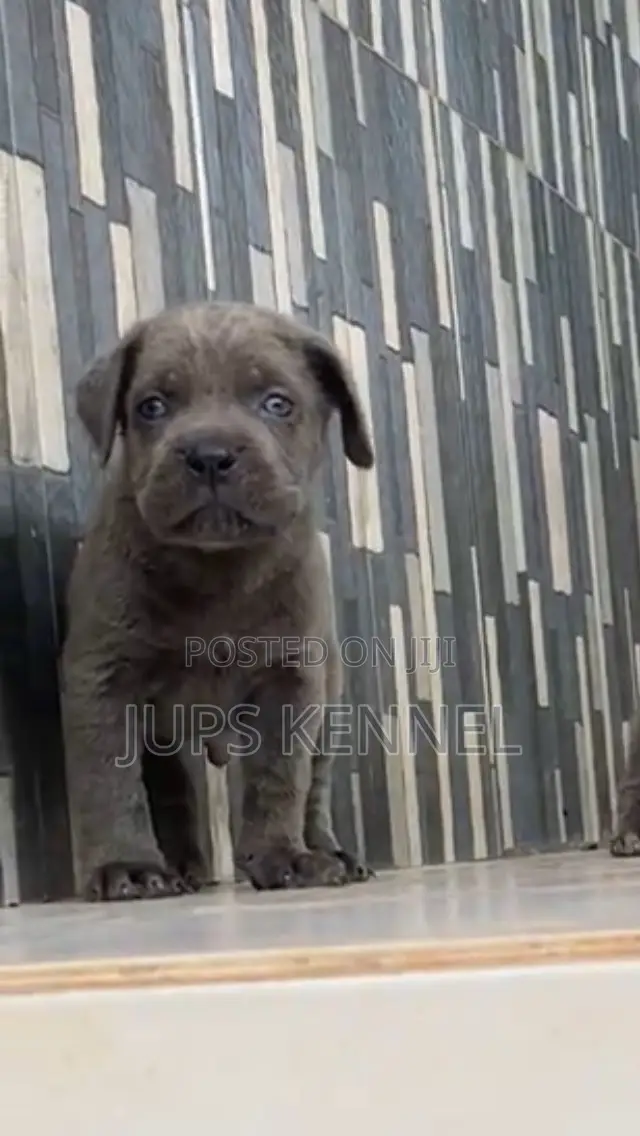 1-3 months Female Purebred Cane Corso