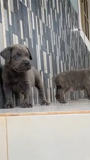1-3 months Female Purebred Cane Corso